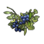 blue berries