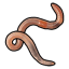 Worm